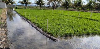 Foto: Siembra de arroz de riego alcanza 29,400 manzanas en Nicaragua/Cortesía