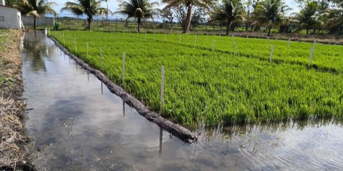 Foto: Siembra de arroz de riego alcanza 29,400 manzanas en Nicaragua/Cortesía