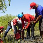 Foto: MARENA siembra más de 176 mil propágulos de mangle rojo/Cortesía