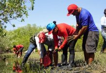 MARENA siembra más de 176 mil propágulos de mangle rojo Foto: MARENA siembra más de 176 mil propágulos de mangle rojo/Cortesía