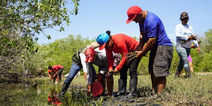 1 Foto: MARENA siembra más de 176 mil propágulos de mangle rojo/Cortesía