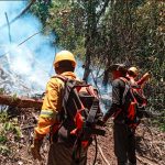 Perú registra 401 emergencias por incendios forestales y enfrenta graves daños ambientales