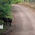 Foto: Camino productivo de 5.5 kilómetros mejora acceso en Río Blanco/TN8