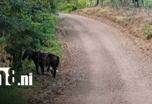 Inauguran camino productivo de 5.5 kilómetros en Río Blanco Foto: Camino productivo de 5.5 kilómetros mejora acceso en Río Blanco/TN8