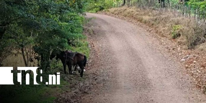Foto: Camino productivo de 5.5 kilómetros mejora acceso en Río Blanco/TN8 Foto: Camino productivo de 5.5 kilómetros mejora acceso en Río Blanco/TN8