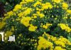 Catarina se viste de flores para el día de los fieles difuntos Foto: Catarina se viste de flores para el día de los fieles difuntos/TN8