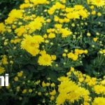 Foto: Catarina se viste de flores para el día de los fieles difuntos/TN8
