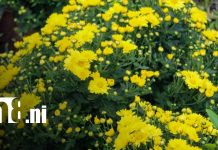 Foto: Catarina se viste de flores para el día de los fieles difuntos/TN8