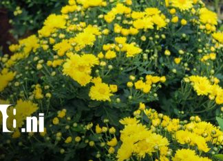 Catarina se viste de flores para el día de los fieles difuntos Foto: Catarina se viste de flores para el día de los fieles difuntos/TN8