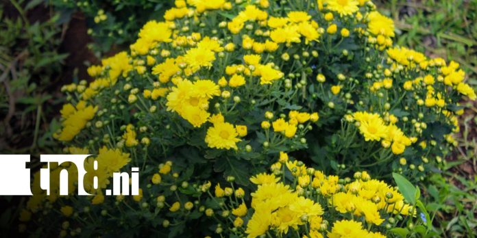1 Foto: Catarina se viste de flores para el día de los fieles difuntos/TN8