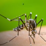Foto: 1. Reporte semanal refleja una baja en los casos de dengue/Cortesía