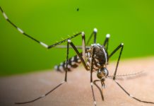 Reporte semanal refleja una baja en los casos de dengue Foto: 1. Reporte semanal refleja una baja en los casos de dengue/Cortesía