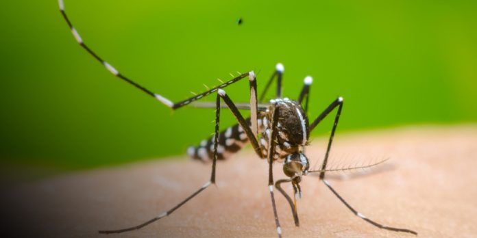 1 Foto: 1. Reporte semanal refleja una baja en los casos de dengue/Cortesía