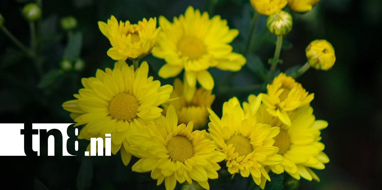 Foto: Catarina se viste de flores para el día de los fieles difuntos/TN8