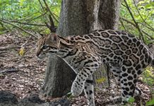 ¡Regresa a la naturaleza! Liberan tigrillo ocelote en el Volcán Masaya Foto: ¡Regresa a la naturaleza! Liberan tigrillo ocelote en el Volcán Masaya/Cortesía