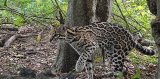 Foto: ¡Regresa a la naturaleza! Liberan tigrillo ocelote en el Volcán Masaya/Cortesía