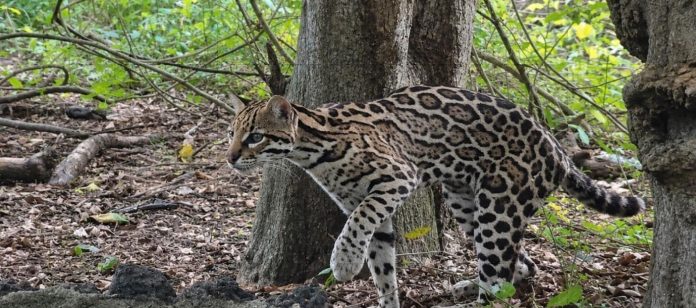 Foto: ¡Regresa a la naturaleza! Liberan tigrillo ocelote en el Volcán Masaya/Cortesía Foto: ¡Regresa a la naturaleza! Liberan tigrillo ocelote en el Volcán Masaya/Cortesía