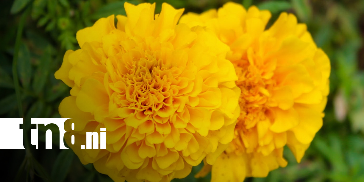 Foto: Catarina se viste de flores para el día de los fieles difuntos/TN8