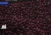 Foto: Producción nacional y exportaciones agropecuarias impulsan la economía de Nicaragua/TN8