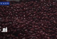 Foto: Producción nacional y exportaciones agropecuarias impulsan la economía de Nicaragua/TN8