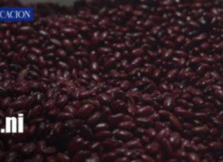Producción nacional y exportaciones agropecuarias impulsan la economía de Nicaragua Foto: Producción nacional y exportaciones agropecuarias impulsan la economía de Nicaragua/TN8
