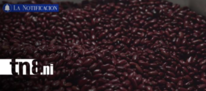 3 Foto: Producción nacional y exportaciones agropecuarias impulsan la economía de Nicaragua/TN8