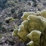 UICN advierte que el 96% de los arrecifes de coral evaluados podría colapsar antes de 2075 Foto: UICN alerta sobre el colapso de los arrecifes antes de 2075/Cortesía