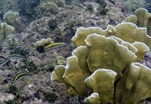 UICN advierte que el 96% de los arrecifes de coral evaluados podría colapsar antes de 2075 Foto: UICN alerta sobre el colapso de los arrecifes antes de 2075/Cortesía