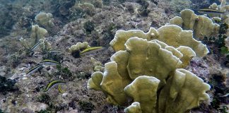 Foto: UICN alerta sobre el colapso de los arrecifes antes de 2075/Cortesía