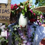 Torovenado de Monimbó recorre las calles de Masaya con sátira, color y tradición Torovenado de Monimbó recorre las calles de Masaya con sátira, color y tradición