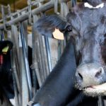 España refuerza la vigilancia del virus Shamonda tras una muerte en Francia Foto:francia registra la primera infección humana por el virus Shamonda/cortesía