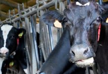 España refuerza la vigilancia del virus Shamonda tras una muerte en Francia Foto:francia registra la primera infección humana por el virus Shamonda/cortesía