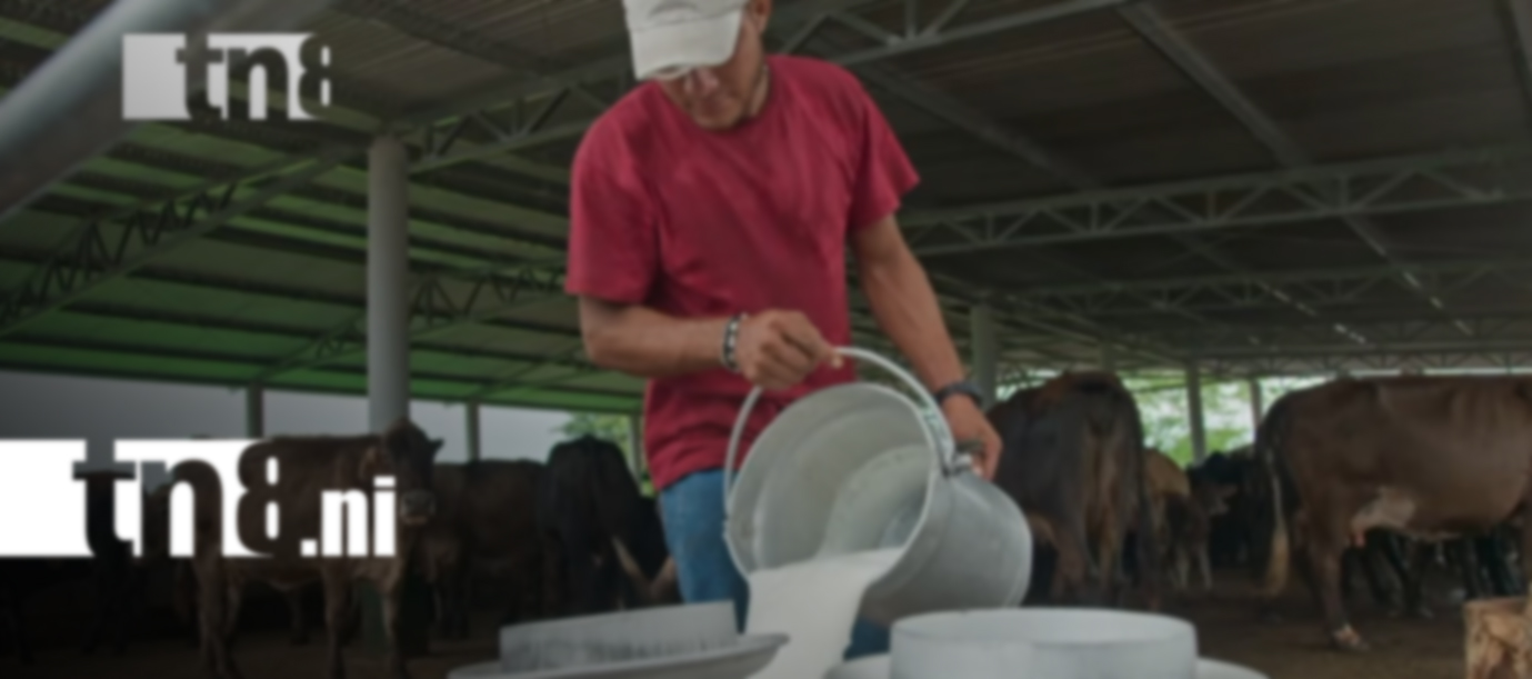 Foto: Producción nacional y exportaciones agropecuarias impulsan la economía de Nicaragua/TN8
