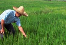 Organizaciones sociales y políticas marchan en República Dominicana en defensa de la producción de arroz Foto: Protestan en República Dominicana por medidas que afectan al arroz nacional/cortesía