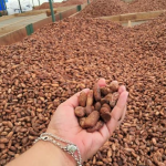 Nicaragua fortalece su liderazgo internacional en el sector cacaotero Foto: Nicaragua fortalece su liderazgo internacional en el sector cacaotero/Cortesía