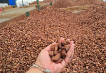 Nicaragua fortalece su liderazgo internacional en el sector cacaotero Foto: Nicaragua fortalece su liderazgo internacional en el sector cacaotero/Cortesía
