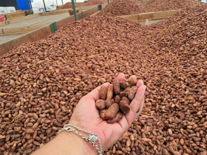 464618 Foto: Nicaragua fortalece su liderazgo internacional en el sector cacaotero/Cortesía