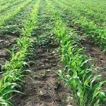 foto: El cultivo de sorgo blanco/cortesía