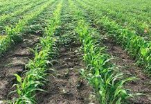 Siembra de sorgo blanco en postrera foto: El cultivo de sorgo blanco/cortesía