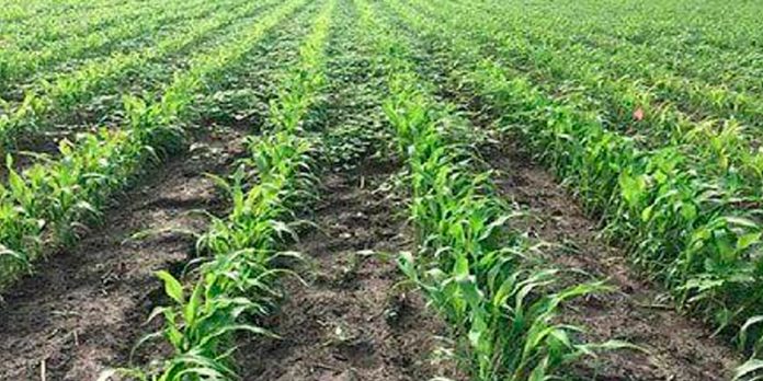 foto: El cultivo de sorgo blanco/cortesía foto: El cultivo de sorgo blanco/cortesía