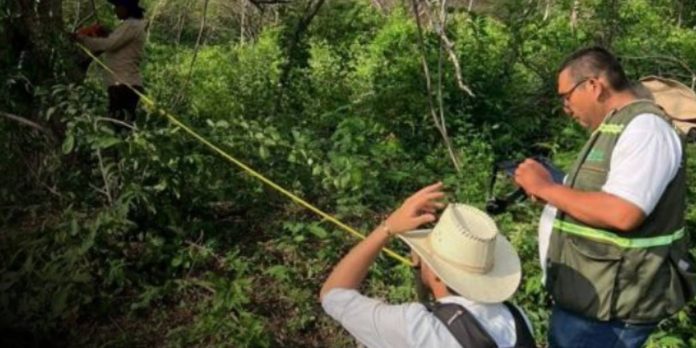 Foto: Nicaragua avanza en la tercera etapa del Inventario Nacional Forestal 2026/Cortesía Foto: Nicaragua avanza en la tercera etapa del Inventario Nacional Forestal 2026/Cortesía