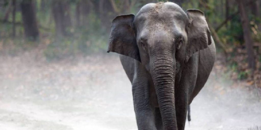 Foto: Pánico durante un festival en la India por el ataque de un elefante / Cortesía