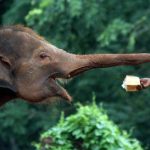 Terror en la India: elefante rompe cadenas y ataca a su cuidador Foto: Momentos de terror en la India: elefante ataca a su cuidador / Cortesía