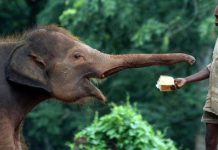 Terror en la India: elefante rompe cadenas y ataca a su cuidador Foto: Momentos de terror en la India: elefante ataca a su cuidador / Cortesía
