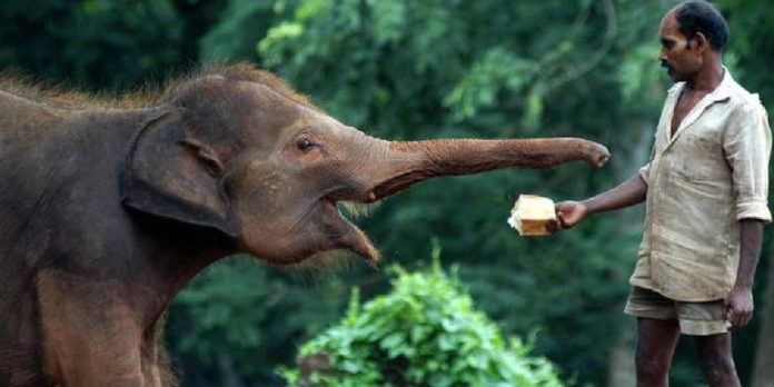 Foto: Momentos de terror en la India: elefante ataca a su cuidador / Cortesía Foto: Momentos de terror en la India: elefante ataca a su cuidador / Cortesía