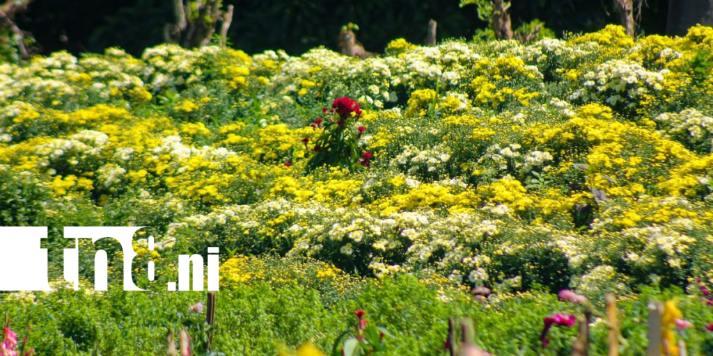 Foto: ¡No te los pierdas! Llegan los Festivales de las Flores 2026 / Cortesía