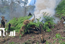 Ejército enfrenta a grupo señalado por robos y extorsiones en el Triángulo Minero Foto: Enfrentamiento con patrulla del Ejército en Siuna /TN8