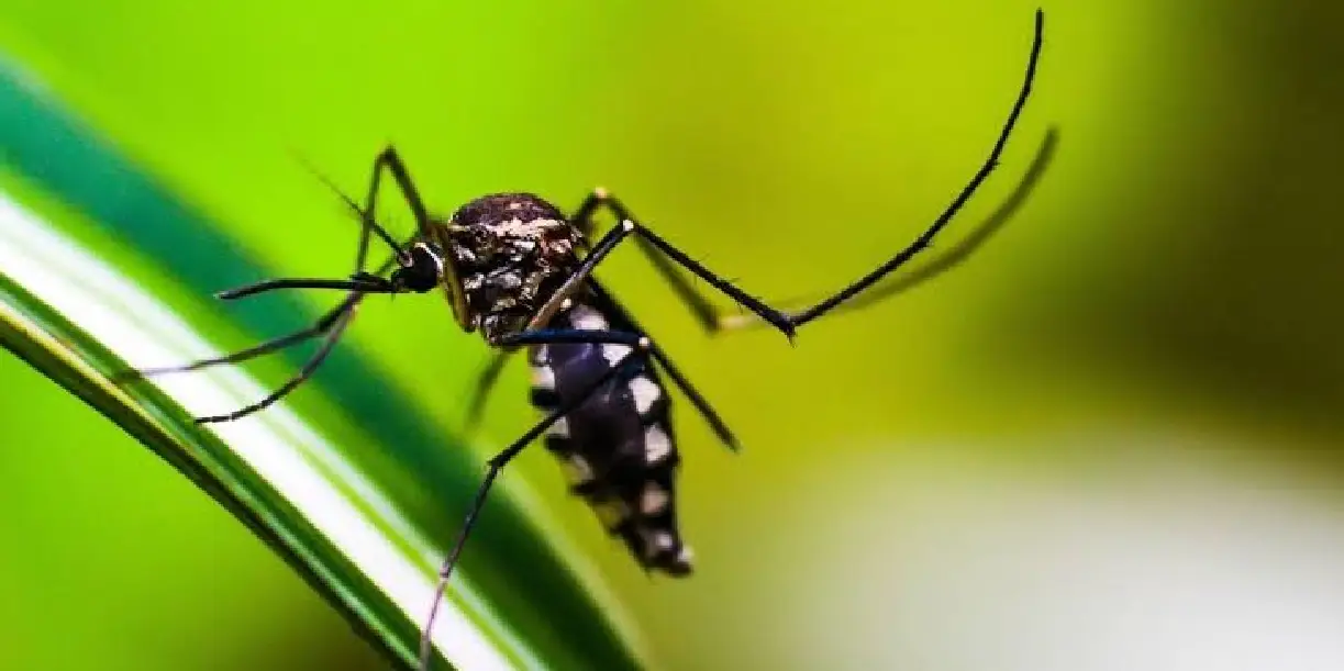 Foto: ¿Te picó un mosquito y te dio fiebre? No confundás estas señales /TN8