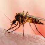 ¿Te picó un mosquito y después apareció fiebre? Esto es lo que debés observar Foto: ¿Te picó un mosquito y te dio fiebre? No confundás estas señales /TN8