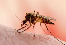 ¿Te picó un mosquito y después apareció fiebre? Esto es lo que debés observar Foto: ¿Te picó un mosquito y te dio fiebre? No confundás estas señales /TN8